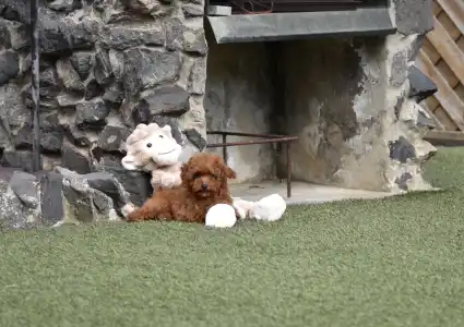 Pudel Toy - Bravados Eperke