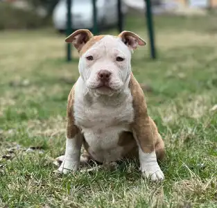 American Bully - Pocket - Barbi
