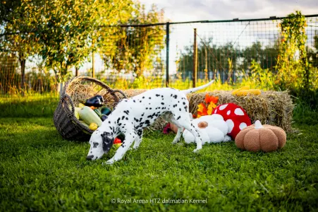 Dalmatiner - Royal Arena Htz Bruno