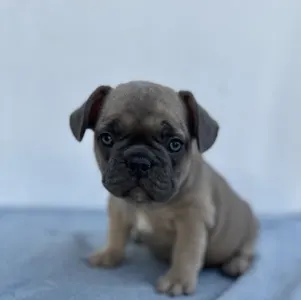 Francia bulldog - Rain
