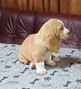 Basset Hound - Ciklon