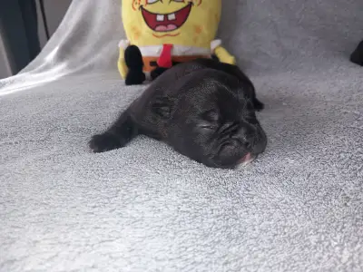 French Bulldog - Miora Frenchie Rocky