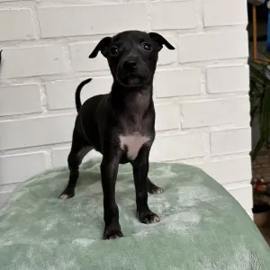 Italian Greyhound - Luna