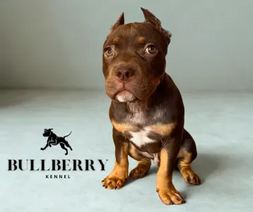 Amerikai Bully - Standard - Tayberry