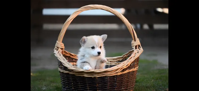 Welsh Corgi Pembroke - Terence Hill