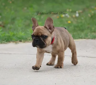 French Bulldog - Xina