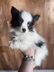 Papillon - Jean Pierre