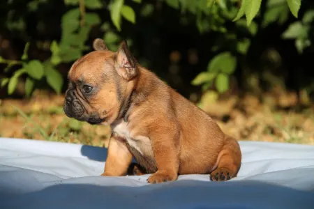 Bulldog francez - Elton