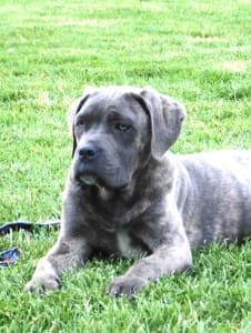 Cane corso - Romyna