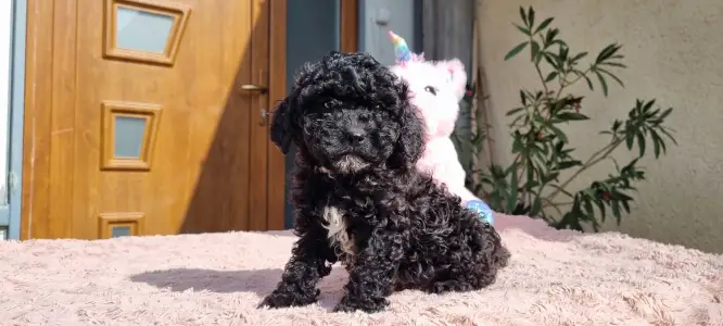 Pudel Toy - Negro