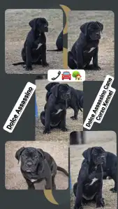 Cane Corso - Dolce Assassino Madonna