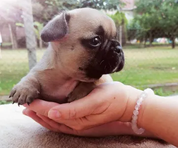 Bouledogue français - Ferrari From Lilis Breed