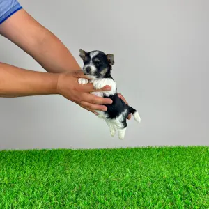 Yorkshire Terrier - Elroy