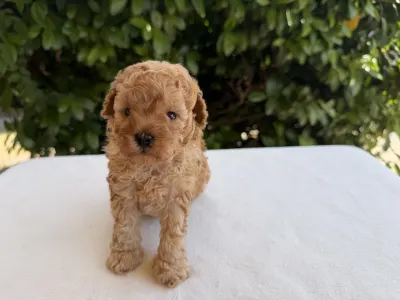 Caniche Nain - Icon