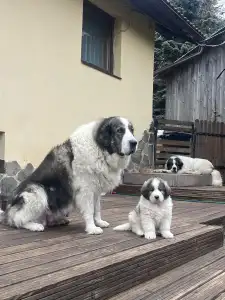 Pyrenäen-Mastiff - Bobby Mount Hargita 