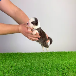 Australian Shepherd - Benivaro