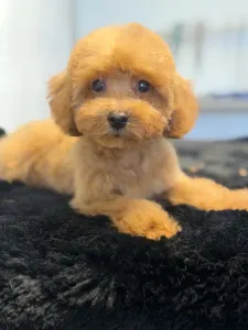 Pudel Toy - Snookie (toy Size)