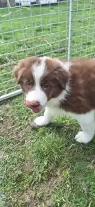 Border Collie - Maldiv