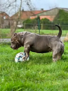 Amerikai Bully - Pocket - M. Platinum Dogs