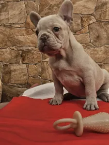 Francia bulldog - Blanka