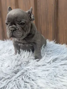 Francia bulldog - Léna