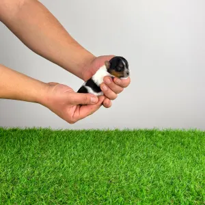 Biewer Terrier - Rinty