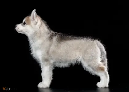 Szibériai husky - Saint Michael Island Born To Be Mine