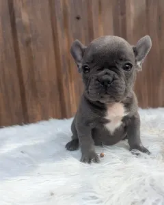 Bulldog francese - Selena