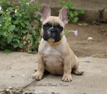Francia bulldog - Bársonyka