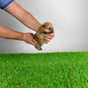 German Pomeranian Spitz - Point