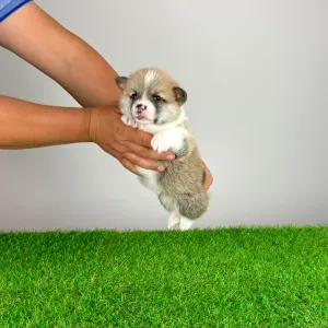 Pembroke Welsh Corgi - Zuro