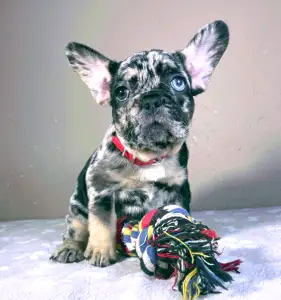 French Bulldog - Daisy