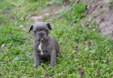 Bouledogue français - Madeleine 