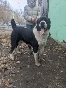 Owczarek środkowoazjatycki - Gaplan Iz Zamka Larisi