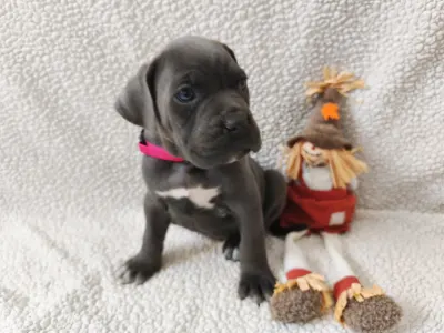 Cane Corso Italiano - Forza Di Diavolo Dakota