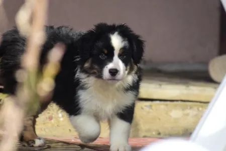 Miniature American Shepherd - Winstead Of Smoke And Saddle 