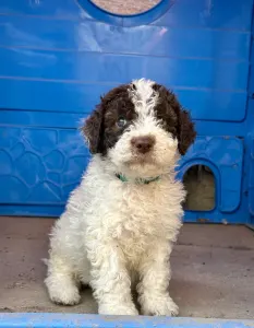 Lagotto Romagnolo - Big Nose Kate