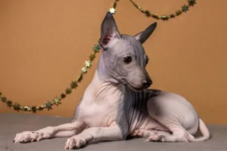 American Hairless Terrier - Altair Sky