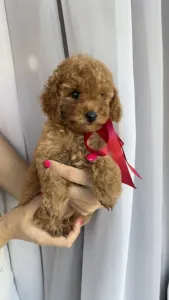 Той-пудель - Riella Royal Legend Of The Kanis