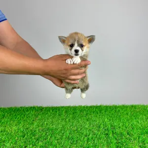 Welsh Corgi Pembroke - Paddi