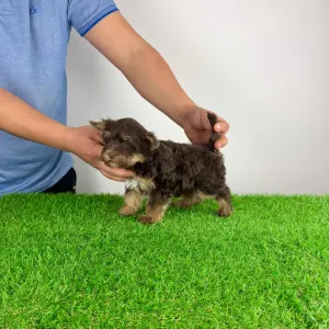 Yorkshire Terrier - Levis