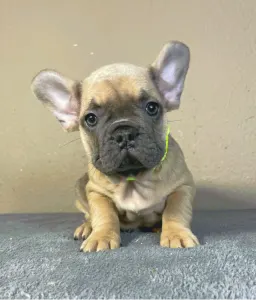 French Bulldog - Caroline
