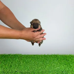 Pomeranian - Tompson