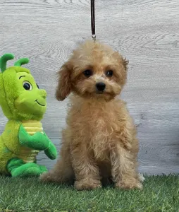 Cavapoo - Ellie ( Toy Size )