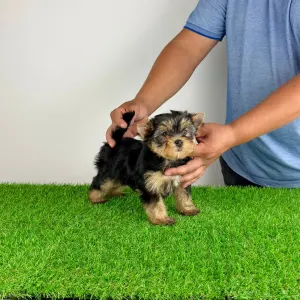 Yorkshire Terrier - Axa