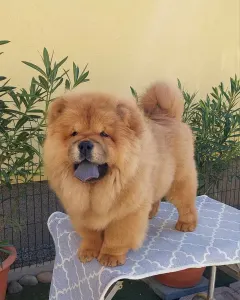 Chow chow - Toni