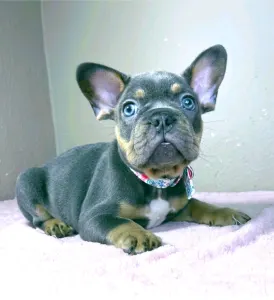 Bouledogue français - Alfie