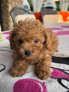 Poodle Toy - Zserbó