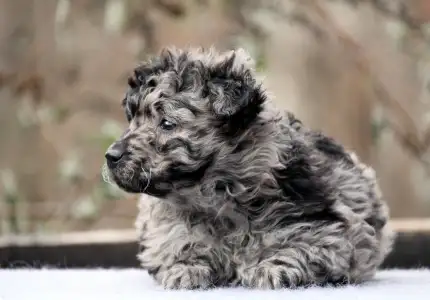 Mudi - Pörgelóci Süti