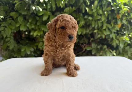 Caniche Nain - Imola